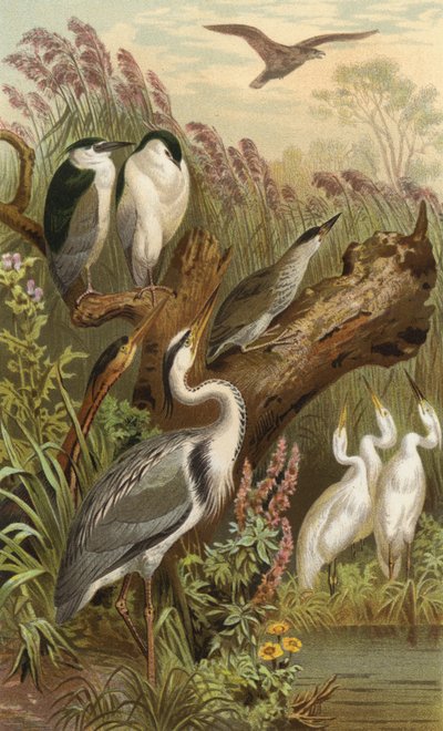 Day and Night Heron by European School